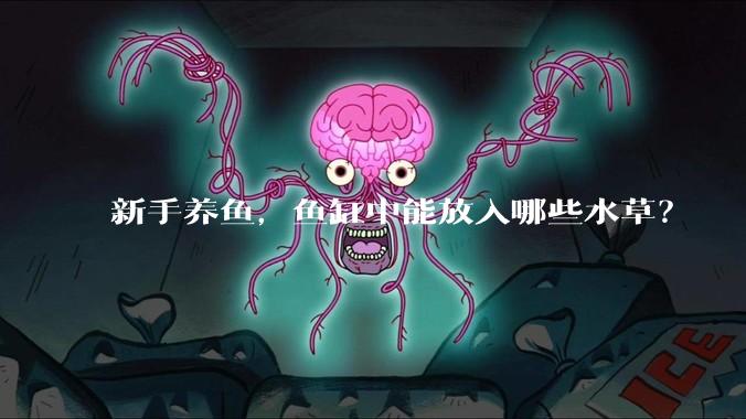 新手养鱼，鱼缸中能放入哪些水草？